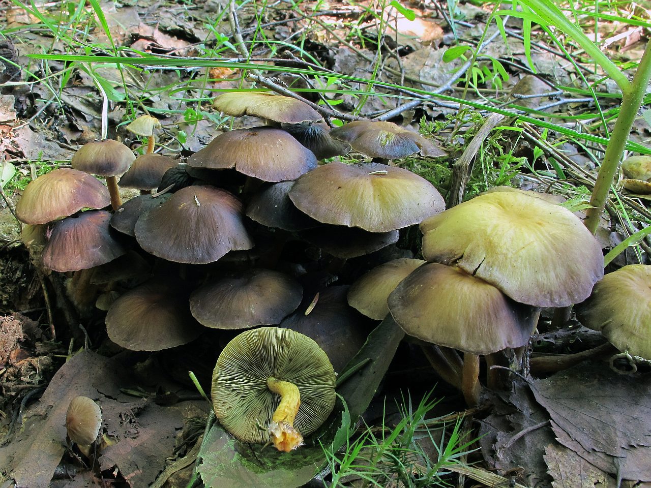 Hypholoma fasciculare