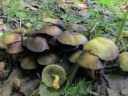 Hypholoma fasciculare