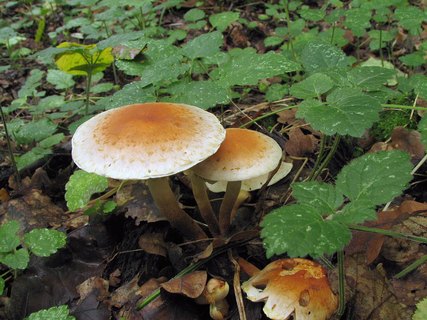 Hypholoma lateritium