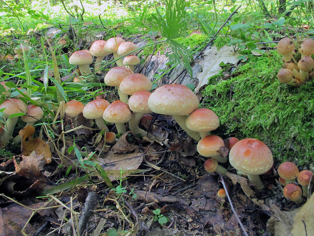 Hypholoma lateritium