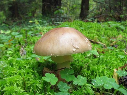 Amanita rubescens