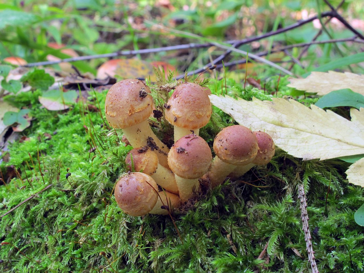 Hypholoma lateritium