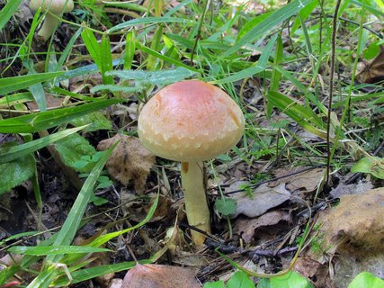 Hypholoma lateritium