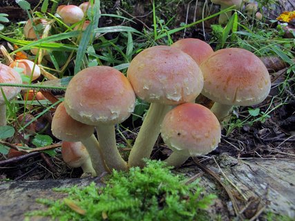 Hypholoma lateritium