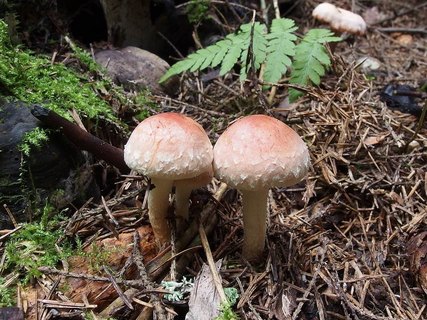 Hypholoma lateritium