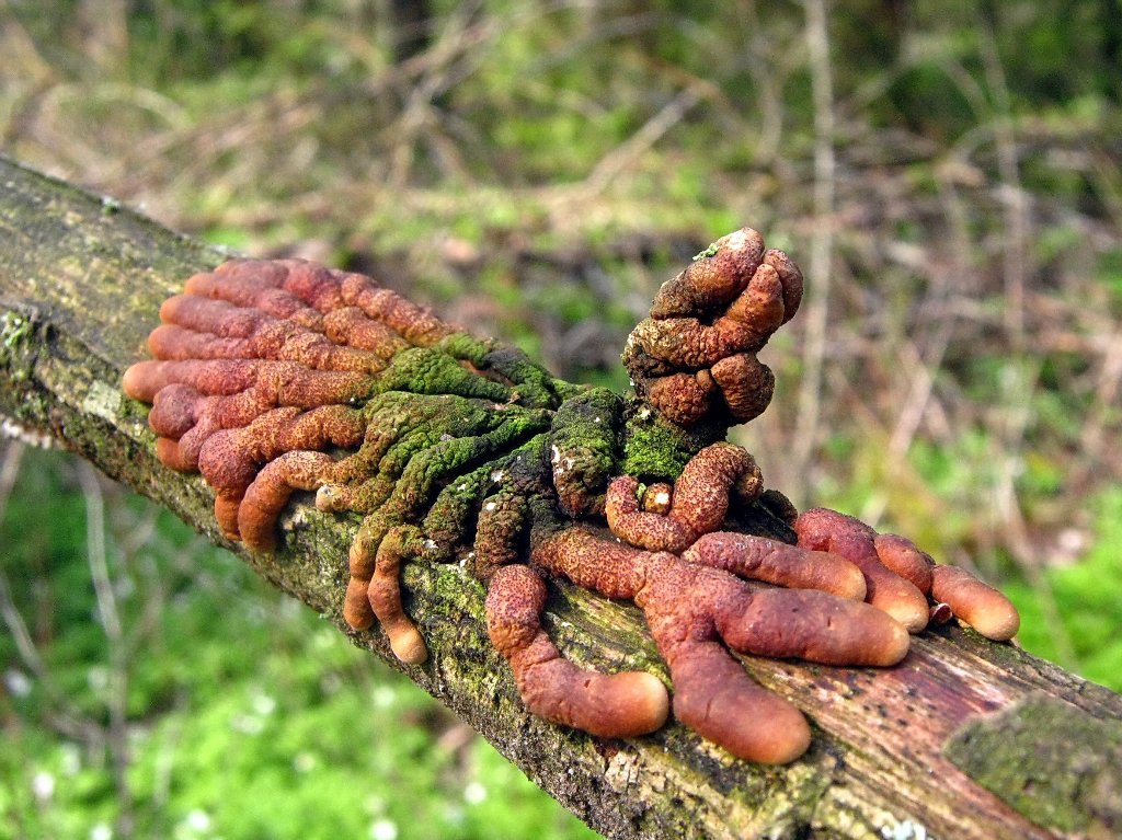 Hypocreopsis lichenoides