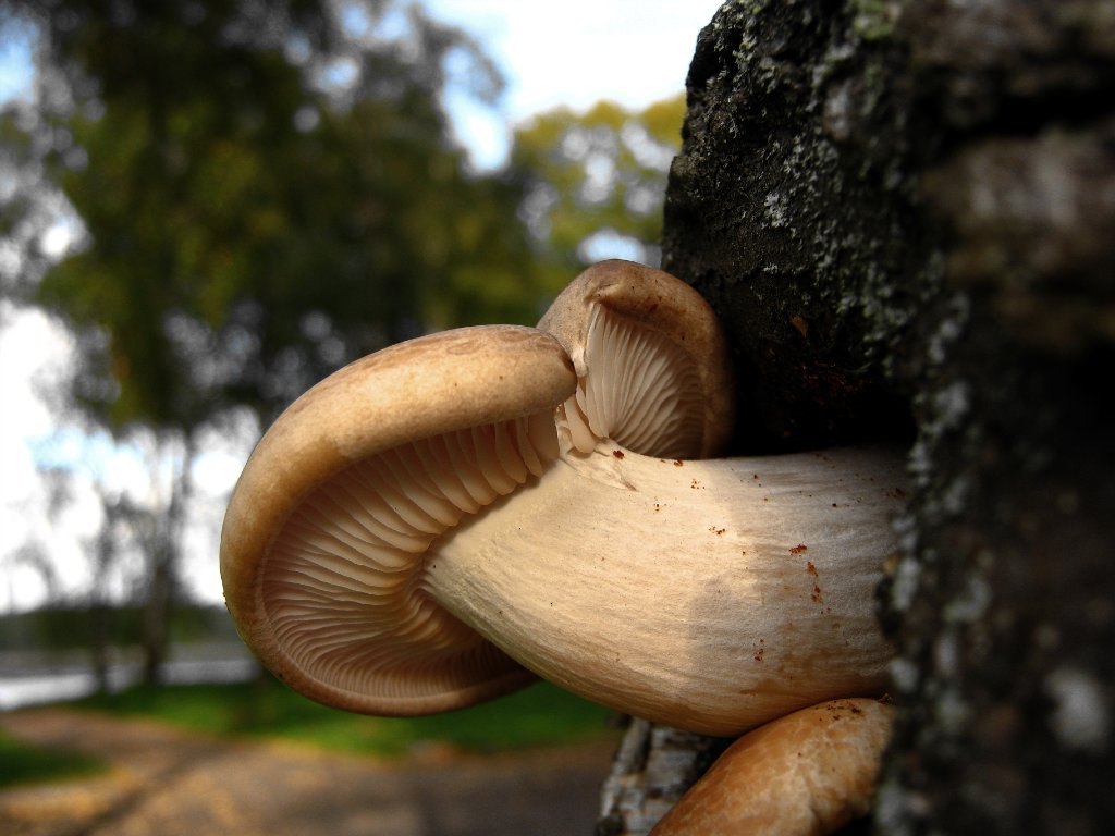 Hypsizygus