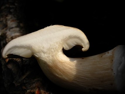 Hypsizygus ulmarius