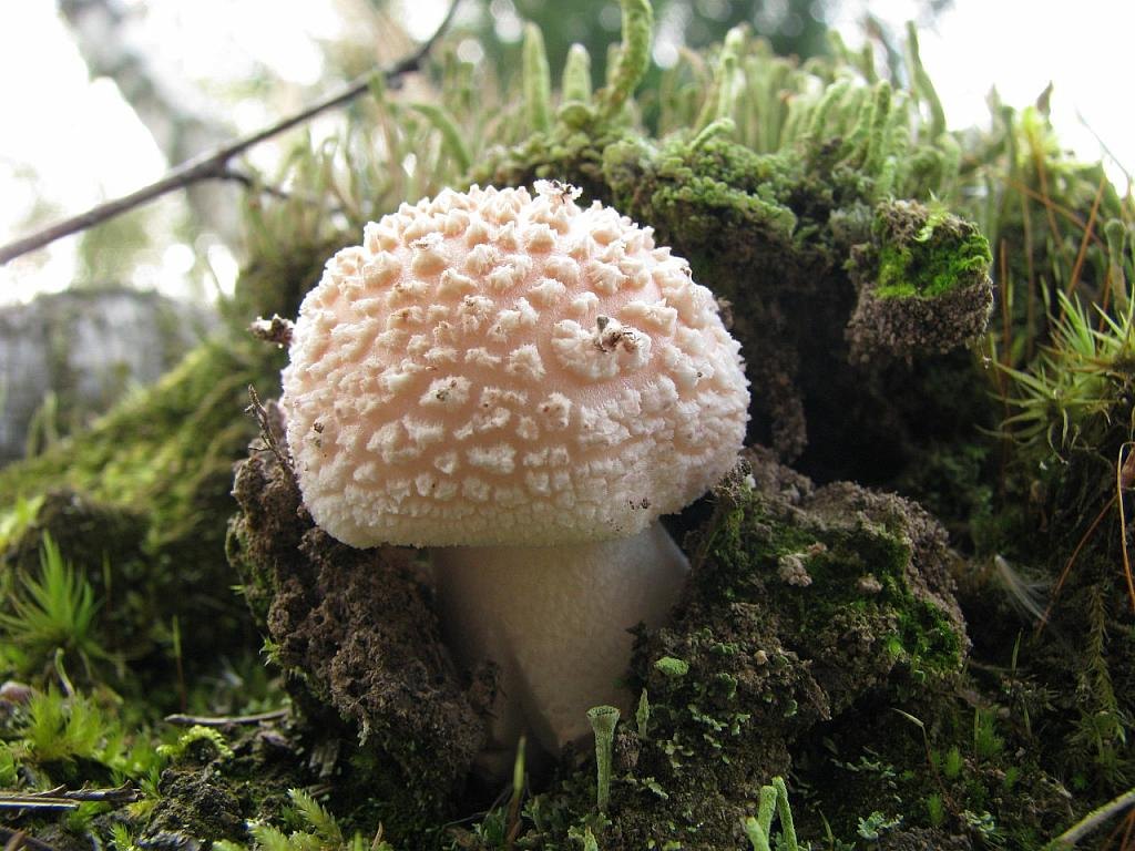 Amanita rubescens