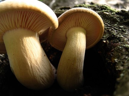 Hypsizygus ulmarius