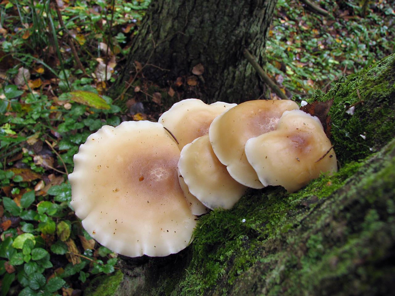 Hypsizygus ulmarius