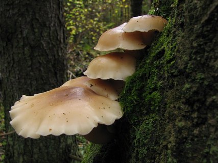Hypsizygus ulmarius
