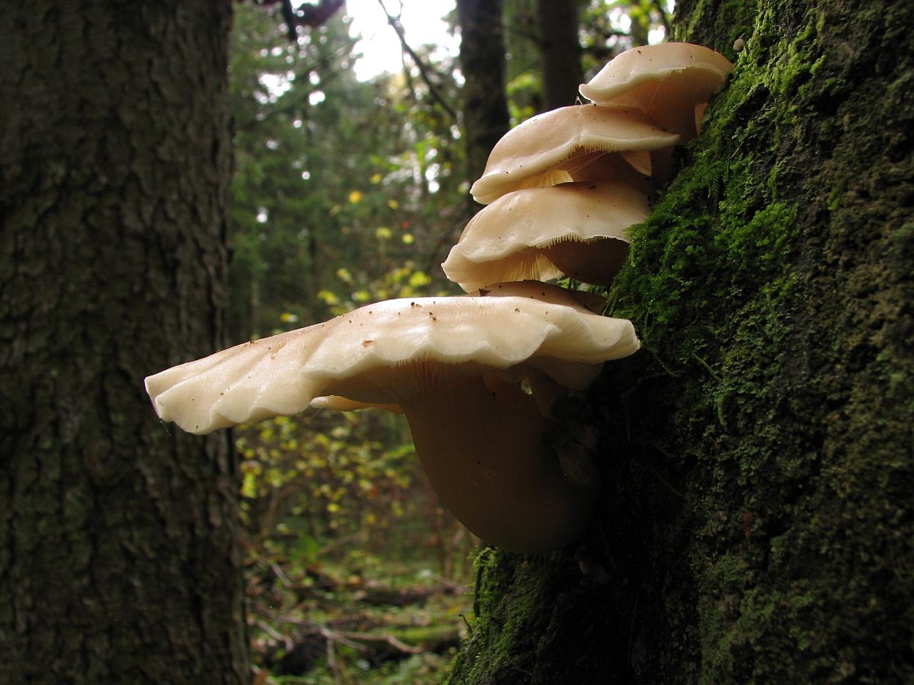 Hypsizygus ulmarius