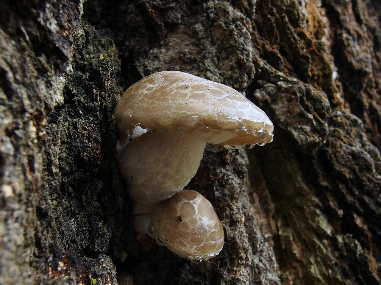 Hypsizygus ulmarius