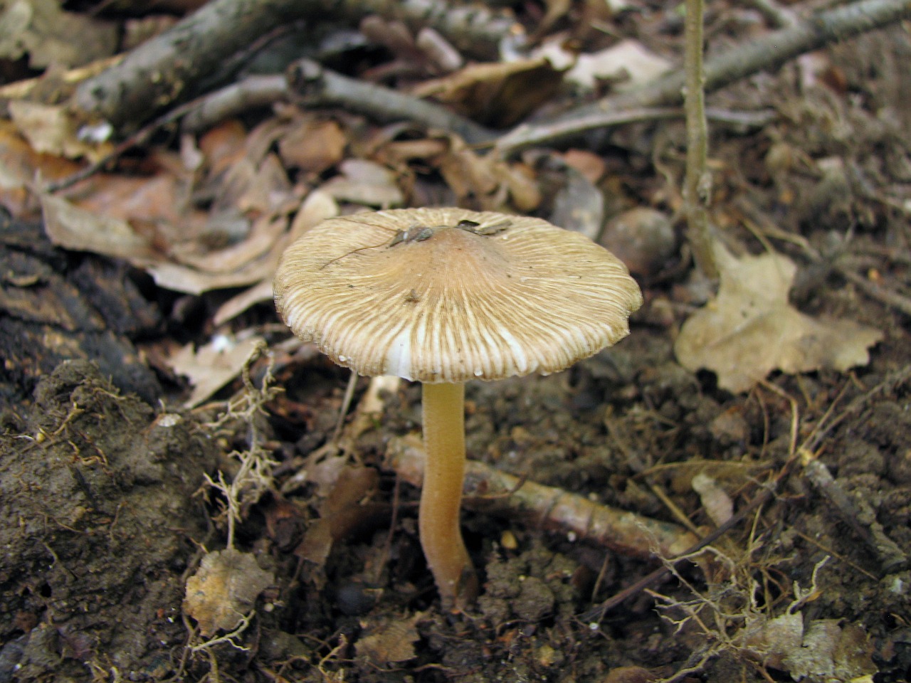 Inocybe asterospora