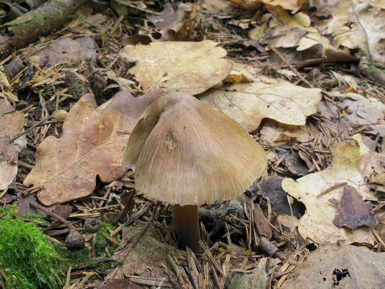 Inocybe asterospora