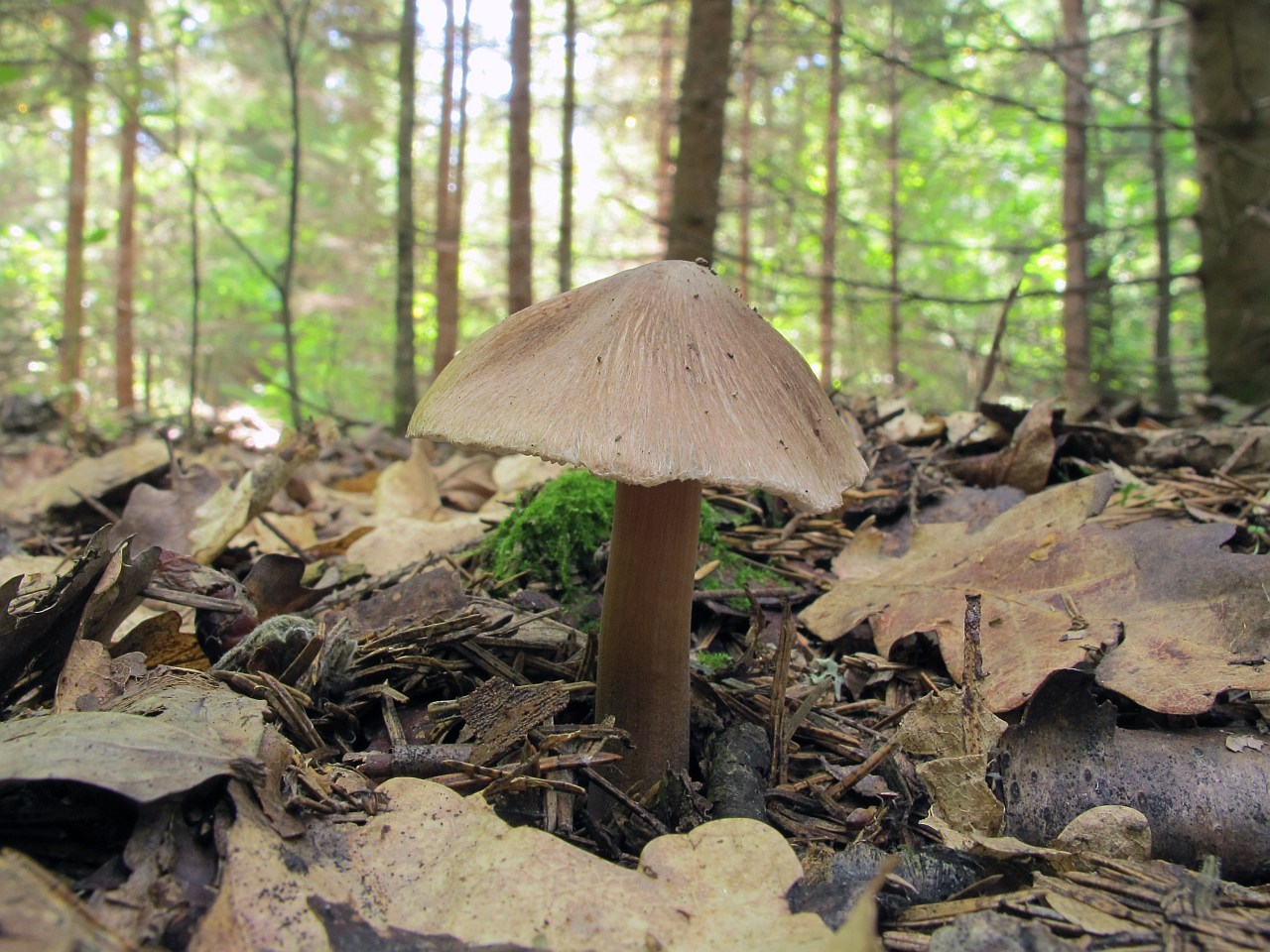 Inocybe asterospora