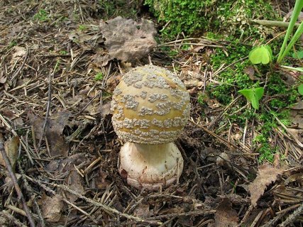 Amanita rubescens