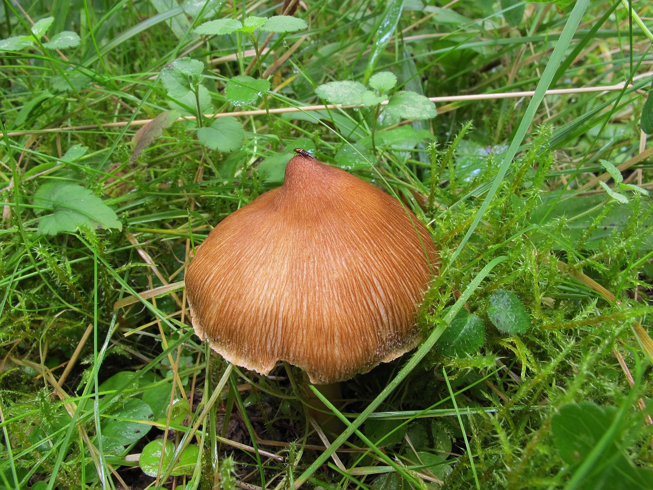 Inocybe asterospora