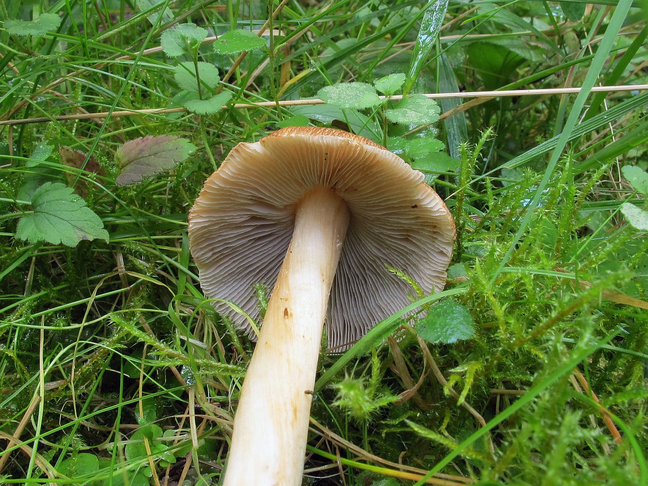 Inocybe asterospora