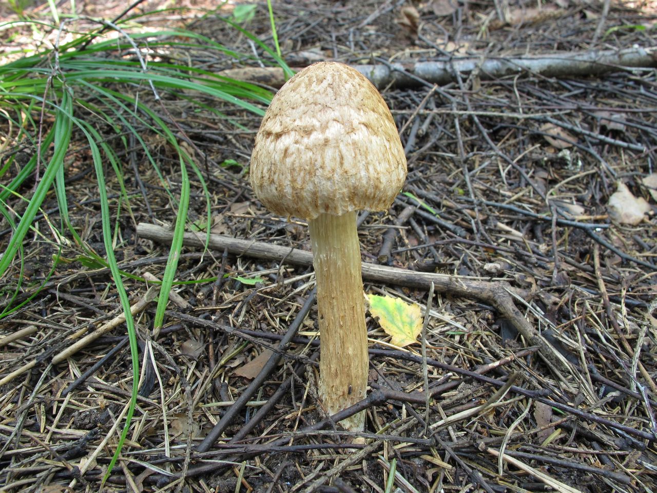 Inocybe bongardii