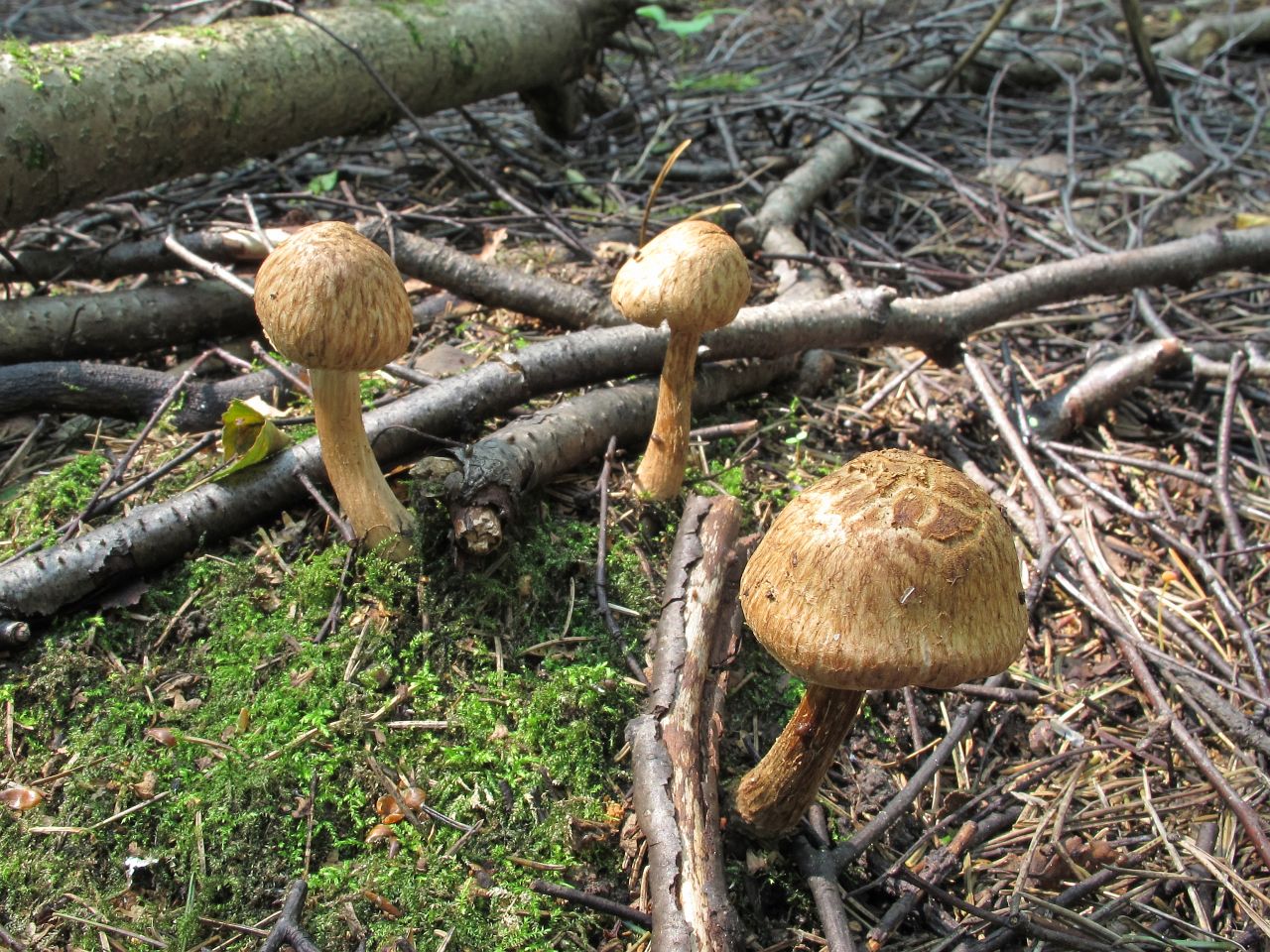 Inocybe bongardii