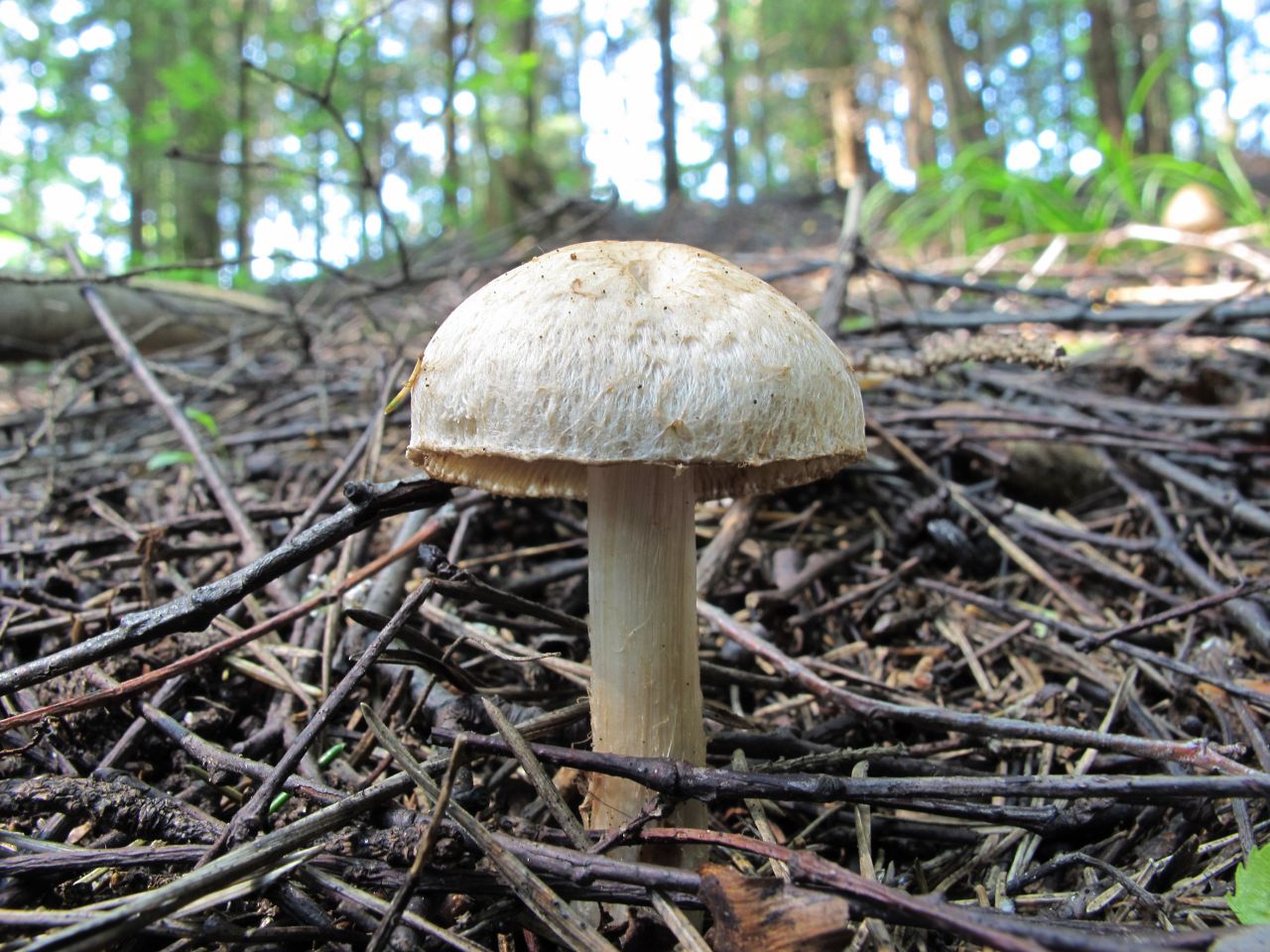 Inocybe bongardii