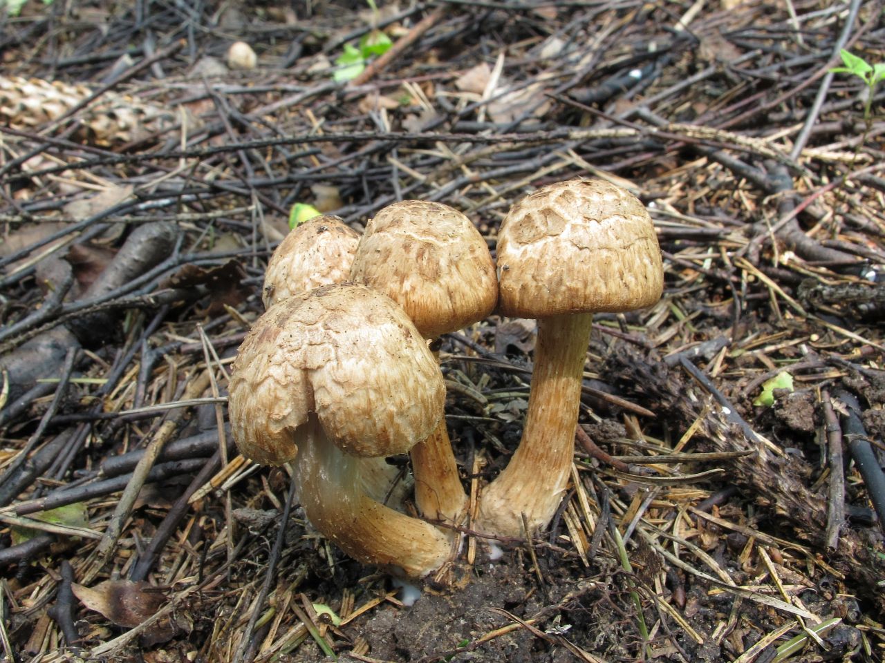 Inocybe bongardii