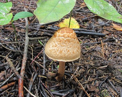 Inocybe bongardii