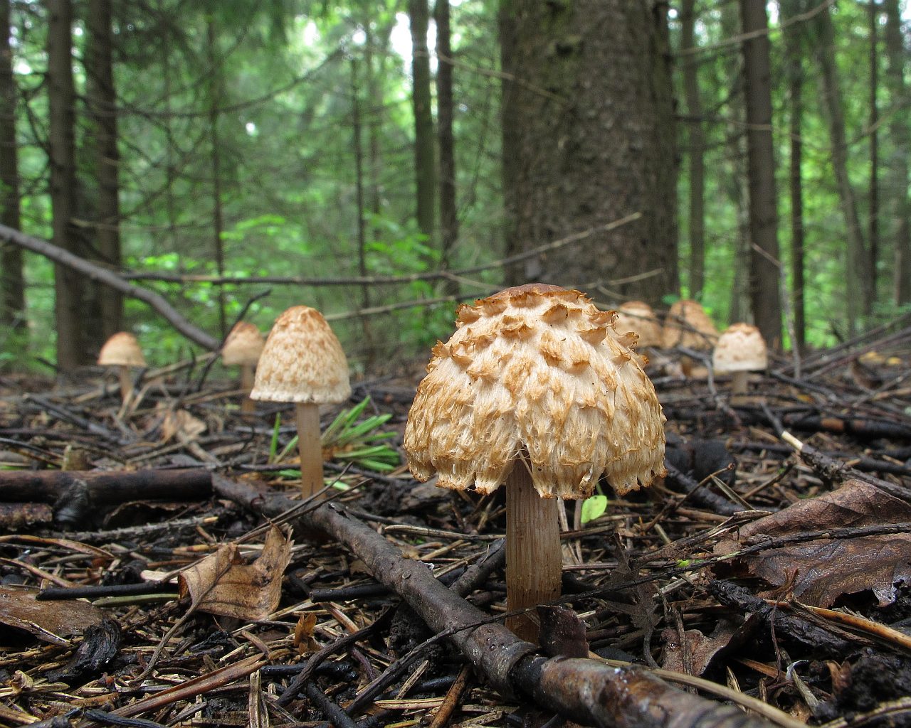 Inocybe bongardii
