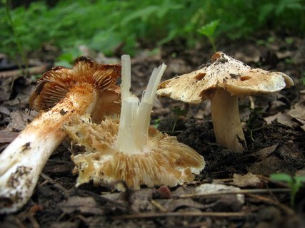 Inocybe erubescens