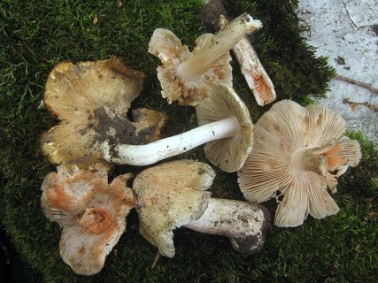 Inocybe erubescens