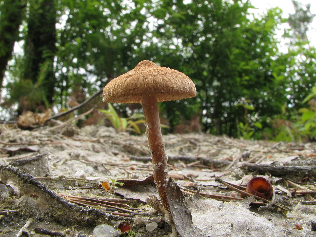 Inocybe lacera