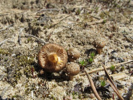 Inocybe lacera