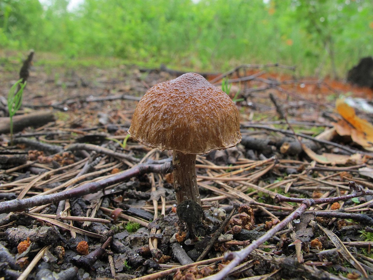 Inocybe lacera