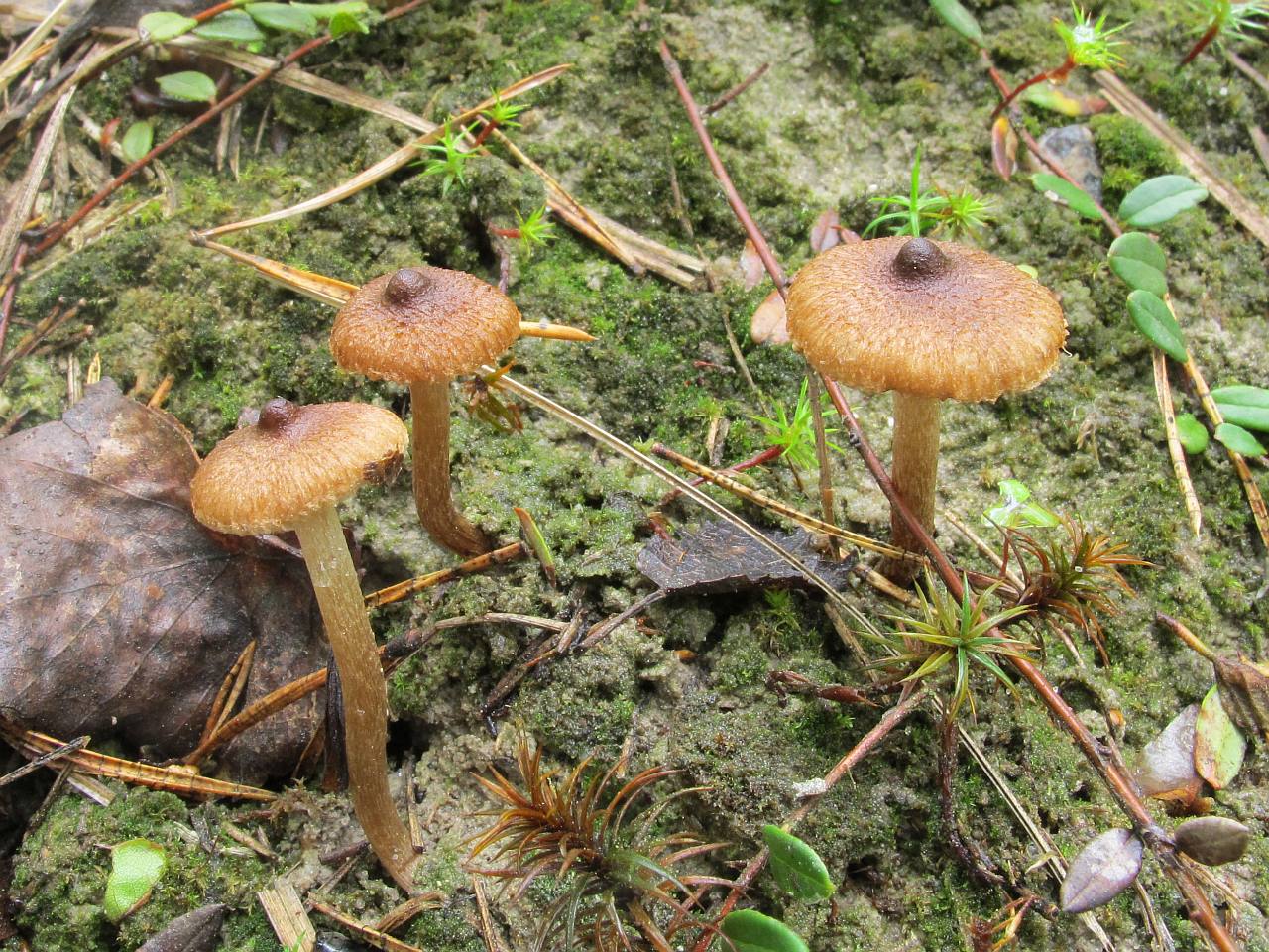 Inocybe lacera