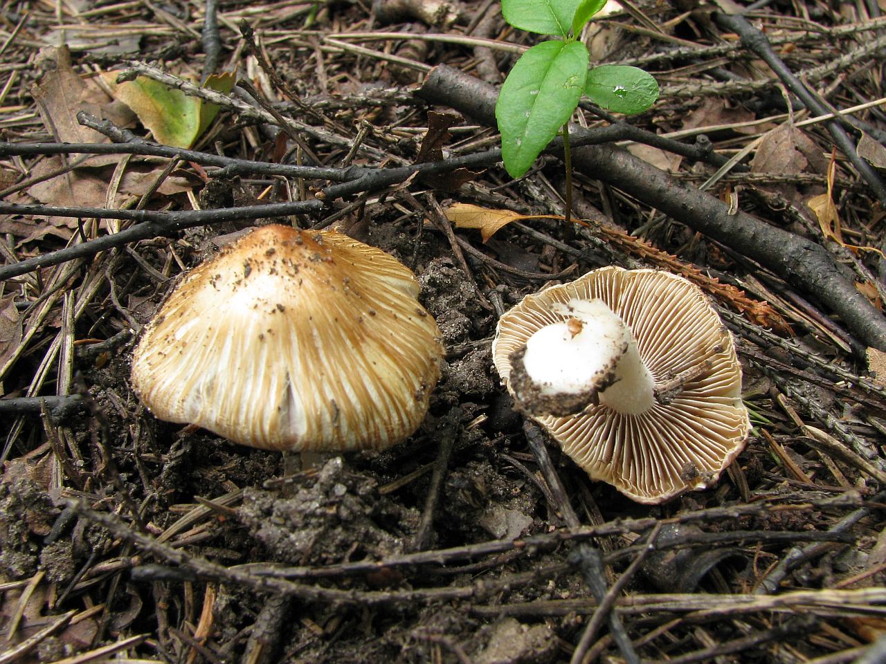 Inocybe rimosa
