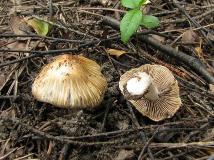 Inocybe rimosa