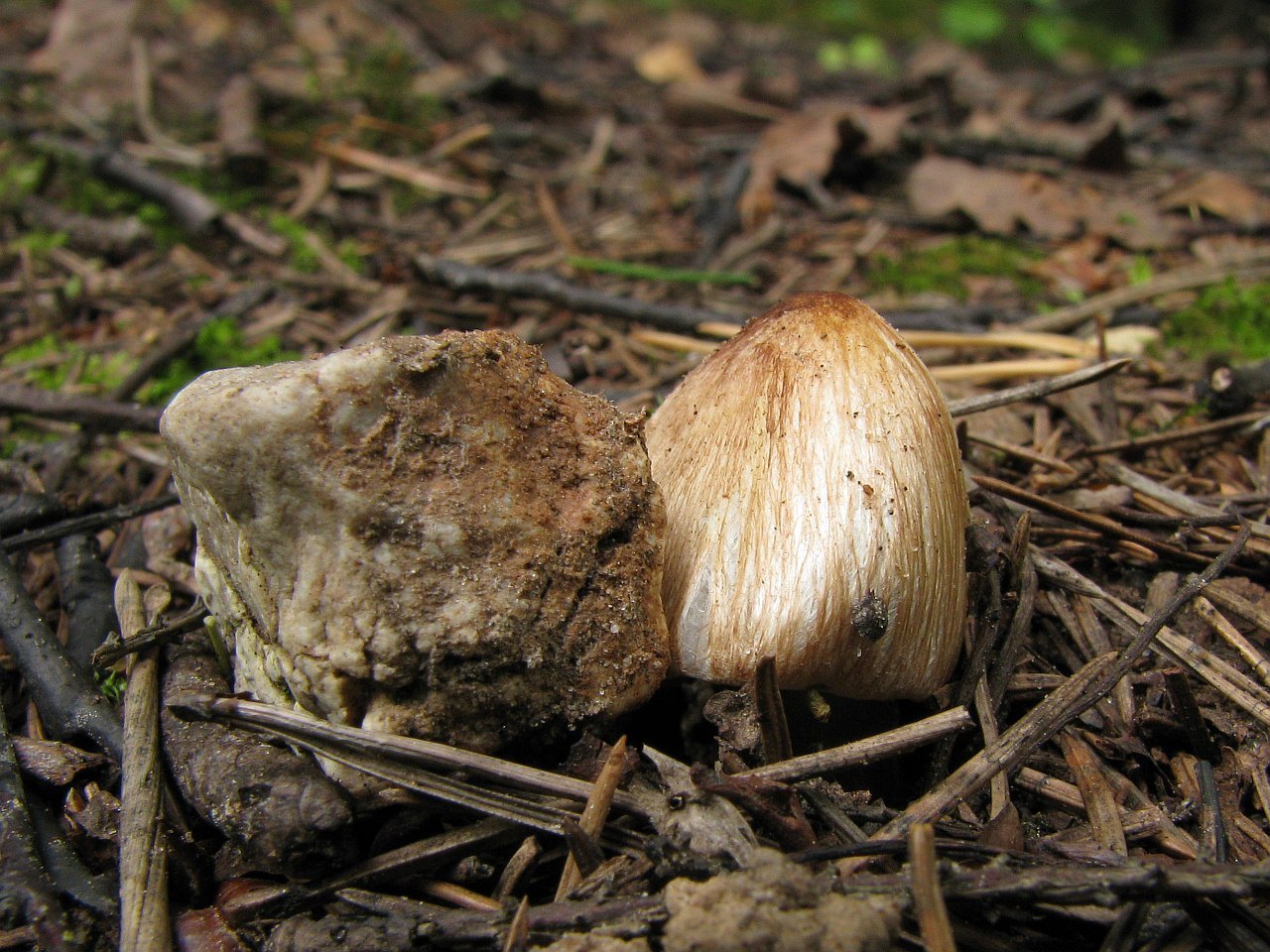 Inocybe rimosa