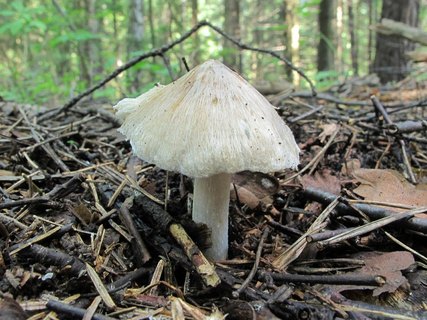 Inocybe rimosa