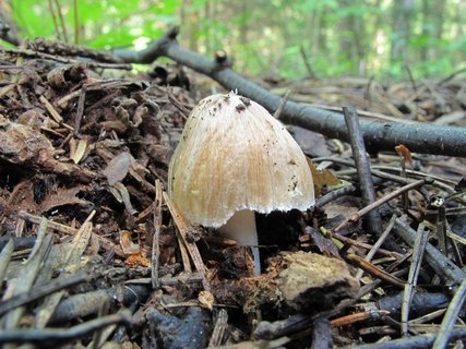Inocybe rimosa