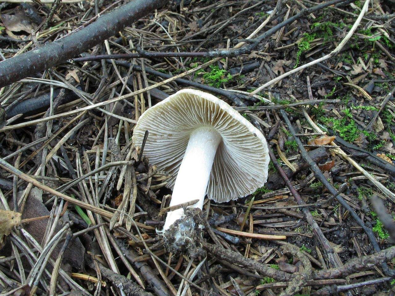 Inocybe rimosa