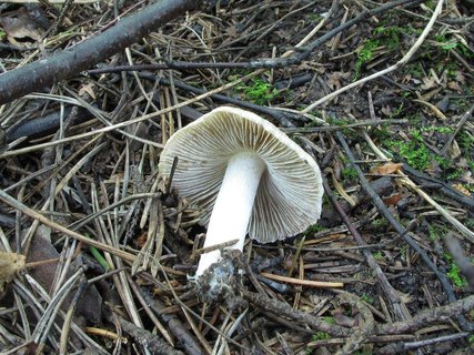 Inocybe rimosa