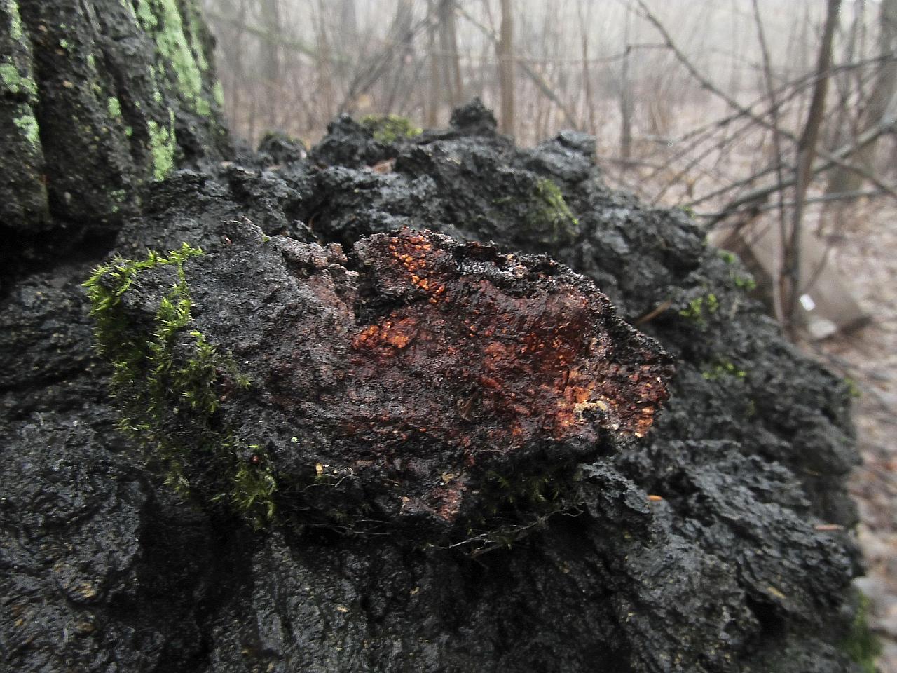 Inonotus obliquus