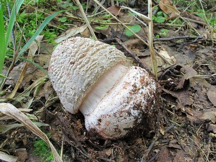 Amanita rubescens