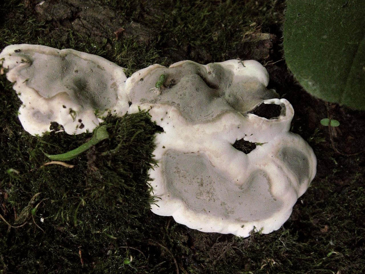 Kretzschmaria deusta