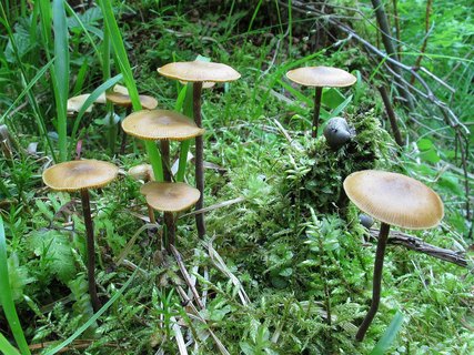 Kuehneromyces lignicola