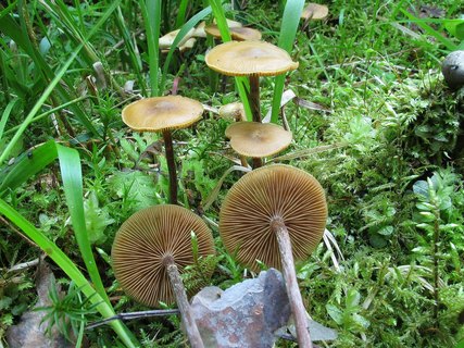 Kuehneromyces lignicola