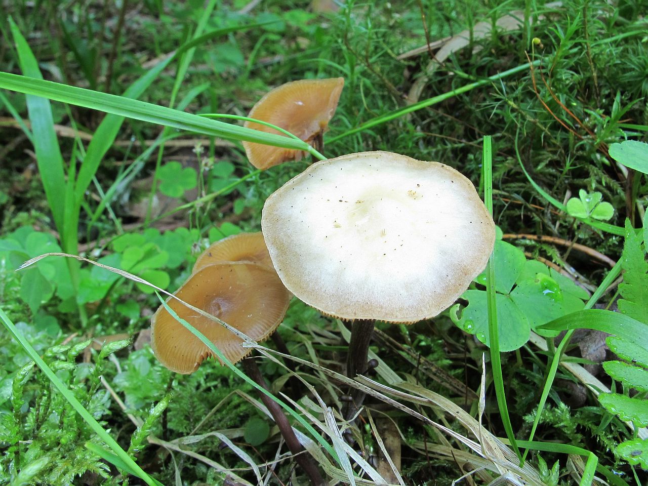 Kuehneromyces lignicola
