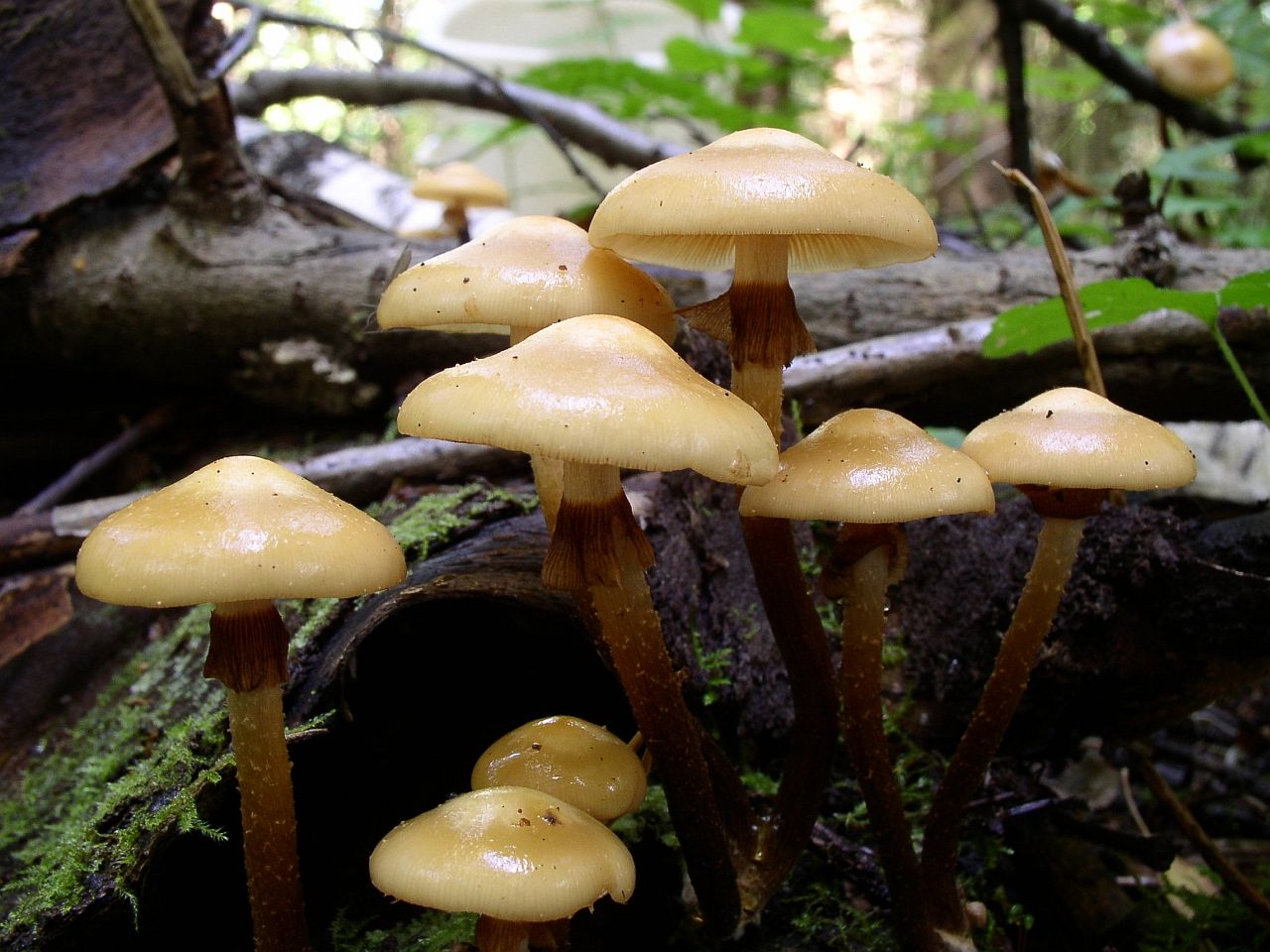 Kuehneromyces mutabilis